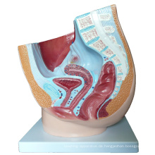 ANATOMY26 (12464) Menschliches weibliches Pelvis Medianschnitt-Anatomie-Modell (1 Teil)